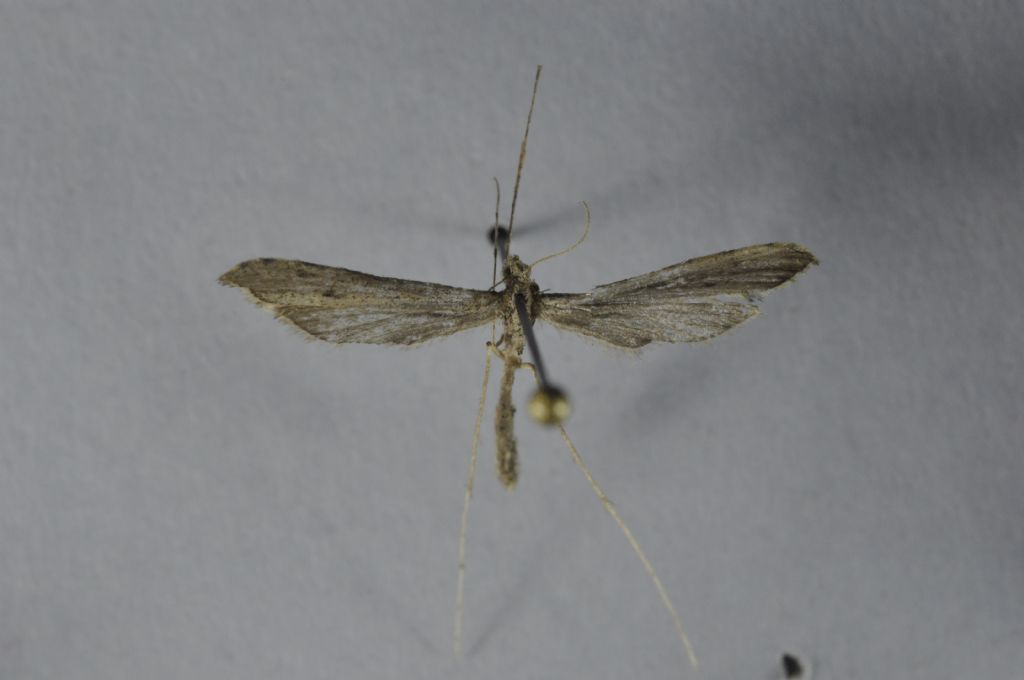 Pterophoridae da Malta per ID.